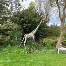 Holmesdale giraffe