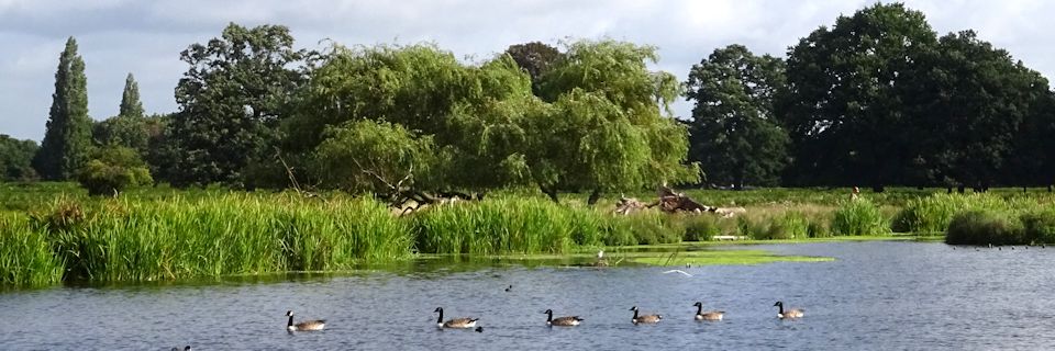 six_ducks_in_line_on_heron_pond
