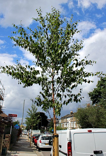 • New tree planting in the borough hits a ten-year record