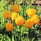 yellow_tulips-1